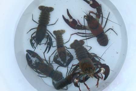 Catchin' Crayfish in Lake Tahoe